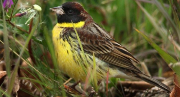 Jak se vypořádat s mšicemi na mrkvi s lidovými prostředky, jak zpracovat